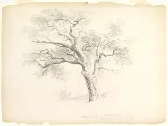 Chestnut Oak on the Hosack Estate, Hyde Park, New York med fem figurer och en skissande konstnär, 1838 (grafit på papper)