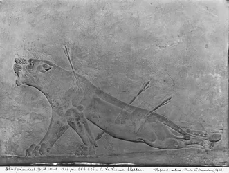 Sårad lejoninna, detalj från en reliefpanel föreställande Ashurbanipal II dödande lejon, från Palace of Ashurbanipal II, Nimrud, Irak, Neo-Assyriska, 668-627 f.Kr. (kalksten)
