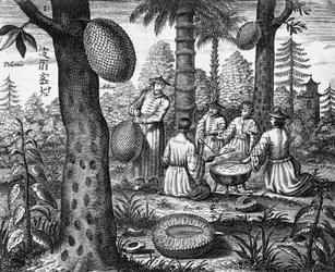 Kinesiska frukter (Arbor polomie, kinesisk papaya), gravyr från Kina monument