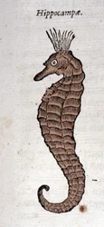 Representation av en sjöhäst. Gravyr från ett verk av Athanasius Kircher (1601 - 1680), jesvit, orientalist och lärd.
