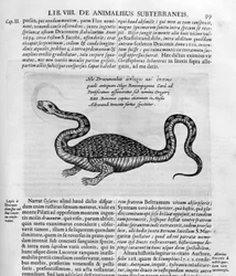 Liten drake, 1678