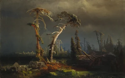 Rising storms - döende urskog i stormar (olja på duk)