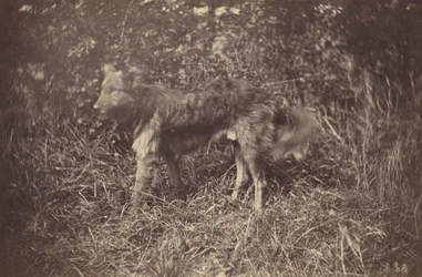 Studie av en hund, sent 1870-tal.