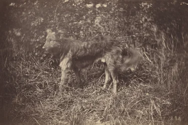 Studie av en hund,sent 1870-tal (foto)