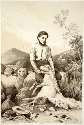 Fårklippning, från The History of Australasia av David Blair, McGrady, Thomson och Niven, 1879