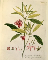 Botanisk: ""Anis stjärna"" (Illicium anisatum) Tallrik tecknad från "Medicinalium secundum Linnaei digestarum" av Joseph Jacobi Plenck (1735-1807) 1788-1803 Privat samling