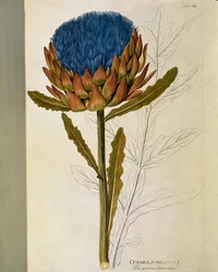 Botanisk: "" Kronärtskocka"" (Cynara scolymus) Tallrik tagen från "" Medicinalium secundum Linnaei digestarum"" av Joseph Jacobi Plenck (1735-1807) 1788-1803 Privat samling