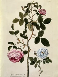 Botanisk: Ros med hundra blad (Rosa centifolia) Tallrik tagen från "Medicinalium secundum Linnaei digestarum"" av Joseph Jacobi Plenck (1735-1807) 1788-1803 Privat samling