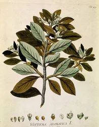 Botaniskt namn: "Vinterbark" (Wintera aromatica) Plankan hämtad från "Medicinalium secundum Linnaei digestarum" av Joseph Jacobi Plenck (1735-1807) 1788-1803 Privat samling