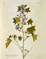 Botanisk: ""stor lila"" (Malva sylvestris) Tallrik tagen från ""Medicinalium secundum Linnaei digestarum"" av Joseph Jacobi Plenck (1735-1807) 1788-1803 Privat samling