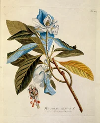 Botanisk: ""magnolia"" Tallrik tecknad från ""Medicinalium secundum Linnaei digestarum"" av Joseph Jacobi Plenck (1735-1807) 1788-1803 Privat samling