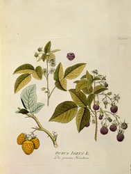 Botaniskt namn: "hallon" (Rubus idaeus) Planka från "Medicinalium secundum Linnaei digestarum" av Joseph Jacobi Plenck (1735-1807) 1788-1803 Privat samling
