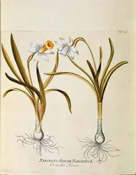 Botanisk: ""gul narcissus eller trumpet"" (Narcissus pseudonarcissus) Plåt från ""Medicinalium secundum Linnaei digestarum"" av Joseph Jacobi Plenck (1735-1807) 1788-1803 Privat samling