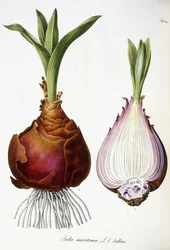 Scilla marinus