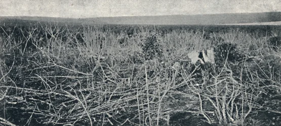 Cassava plantage, 1895