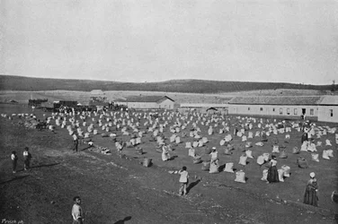 Terrass för torkning av caféet, kaffetorkning och förpackning, 1895