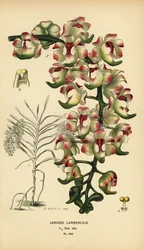 Aerides lawrenceae orkidé. Utrotningshotad. Kromolitografi efter en illustration av B. Herincq från Edward Step