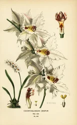 Orkidéen Oncidium alexandrae, Odontoglossum crispum. Kromolitografi efter en illustration av B. Herincq från Edward Step