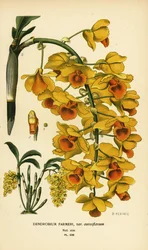 Shi hu shu orkidé, Dendrobium farmeri var. aureoflavum. Kromolitografi efter en illustration av B. Herincq från Edward Step