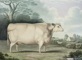 Habertoft Short Horned Prize Cow, graverad av C. Hunt, 1842 (färggravyr)