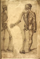Add. 5259, f.19, Mänskligt skelett och halvfigur, ur 
