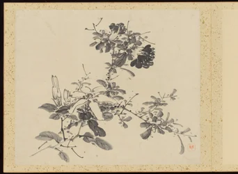 "Raffinerad elegans under de fyra årstiderna" (Shiji seiga), Album med blomstermålningar