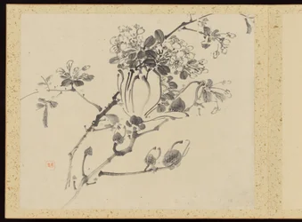 "Raffinerad elegans under de fyra årstiderna" (Shiji seiga), Album med blomstermålningar