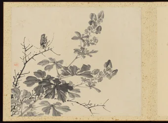 "Raffinerad elegans under de fyra årstiderna" (Shiji seiga), Album med blomstermålningar