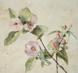 Grenar av rosa blommor (akvarell på papper)