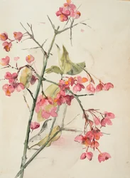 Rosa blommor (akvarell på papper)
