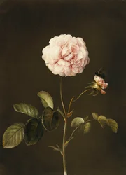 En Gallica Rose med en humla,