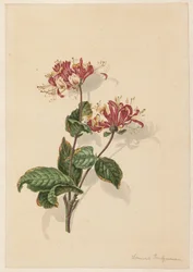 En gren av vild kaprifol (Lonicera periclymenum)