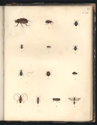 Skalbaggar och getingar, pl. XXII, illustration ur ”Samling av observationer i zoologi och jämförande anatomi, gjorda i Atlanten, i det nya kontinentens inre och i Söderhavet pend”