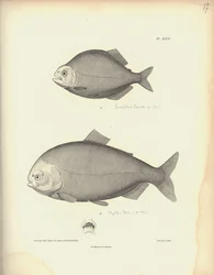 Characidae, plansch XLVII, stålgravyr av Coutant efter en gravyr av Nicola Huet (1770-1827), illustration ur ”Recueil d