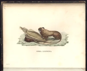 Simia leonina, Pl.V, illustration från, Observationer från zoologi och jämförande anatomi samlade på en resa till den nya kontinentens tropiska länder, åren 1799, 1800, 18