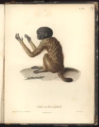 Simia melanocephala, Pl. XXIX, stål graverad av Louis Bouquet (1765-1814) efter en gravyr av Nicola Huet (1770-1827), illustration från Recueil dobservation de zoologie et danatomie comparee, fait