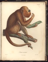 Simia ursina, Pl.XXX, illustration från Compendium of observation of zoology and comparative anatomy, gjord i Atlanten, i det inre av den nya kontinenten och i Sydhavet under åren