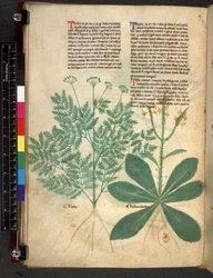 Egerton 747 f.101v Treatise on Herbs, c.1280-1310 (bläck & färg på veläng)