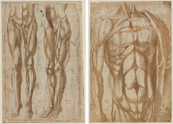 Two Studies of a Flayed Man (recto) Studie of a Flayed Torso (verso)