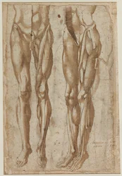 Two Studies of a Flayed Man recto Study of a Flayed Torso tergo, 1554.
