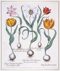 Tulipa Lutea Lituris Aureis, bruten gul sylvestris-typ tulpan, 1613.