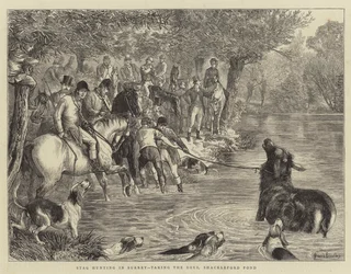 Hjortjakt i Surrey, ta hjortarna, Shackleford Pond