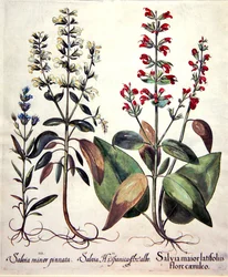 Arter av Salvia (handfärgad gravyr)