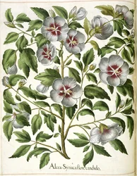 Alcca Syriaca, från 