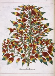 Amaranthus Tricolor, från 