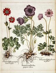 Anemone, från 