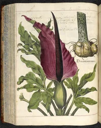 Dracontium Maius, illustration från 