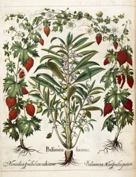 Fruktplantor, från 