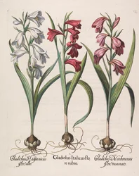Gladiolus italicus röd blomma, 1613