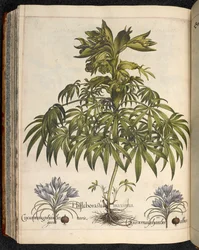 Helleboraster maximus, från Hortus Eystettensis, ...Basilius Besler